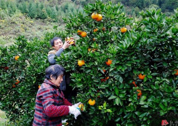 脐橙发源地崀山将迎来堪比“双11剁手节”的旅游购物狂欢