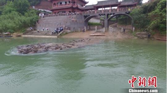 四川蓬安观“百牛渡江”壮观场景 数万游客引颈围观